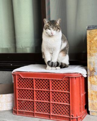 #山鹿温泉 #源泉掛け流し #天然温泉 #ビジネスホテル #くまもと女将会　#japanesehotels #猫